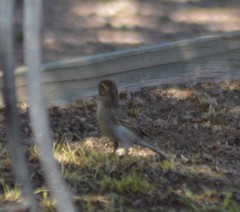 Spizella breweri breweri