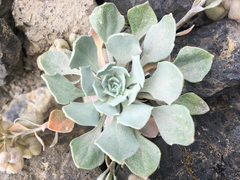 Physaria didymocarpa
