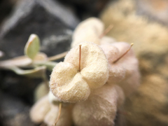 Physaria didymocarpa