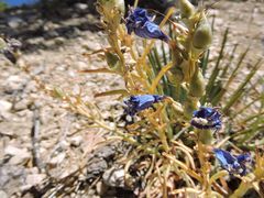 Penstemon