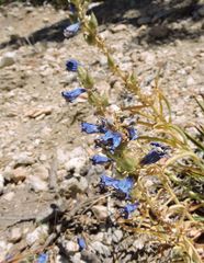Penstemon