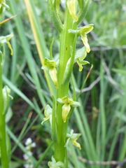 Platanthera tescamnis