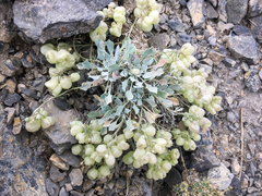 Physaria didymocarpa