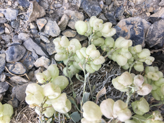 Physaria didymocarpa