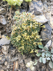 Draba novolympica