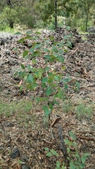 Eucalyptus sparsifolia