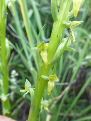 Platanthera tescamnis