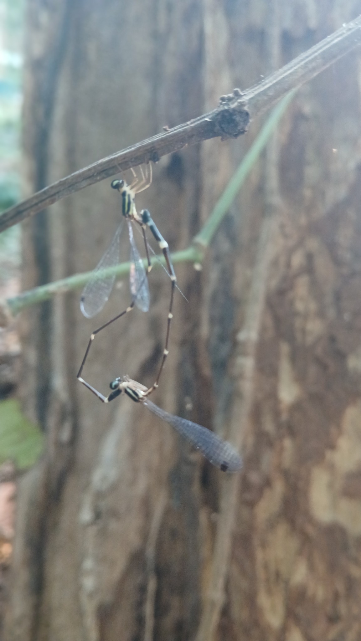 Pied Shadowdamsel