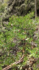 Periploca