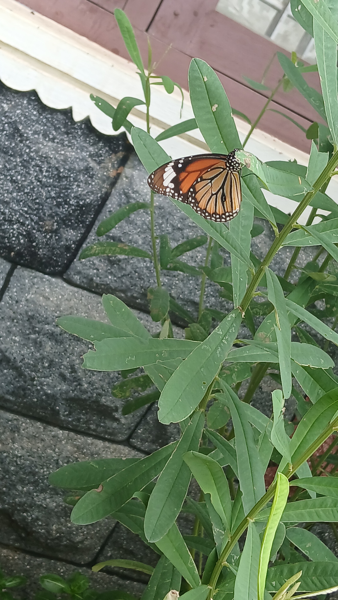 Striped Tiger