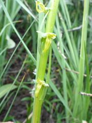 Platanthera tescamnis