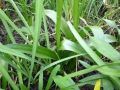 Platanthera tescamnis