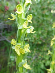 Platanthera tescamnis