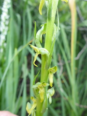 Platanthera tescamnis