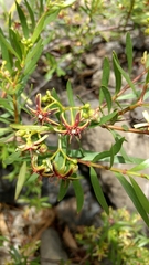 Periploca