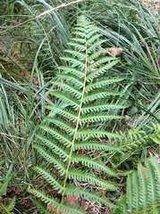 Oreopteris limbosperma