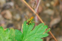 Sphaerophoria menthastri