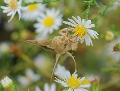 Lepidoptera