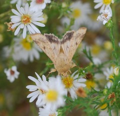Lepidoptera