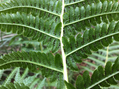 Oreopteris limbosperma