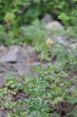 Lilium washingtonianum