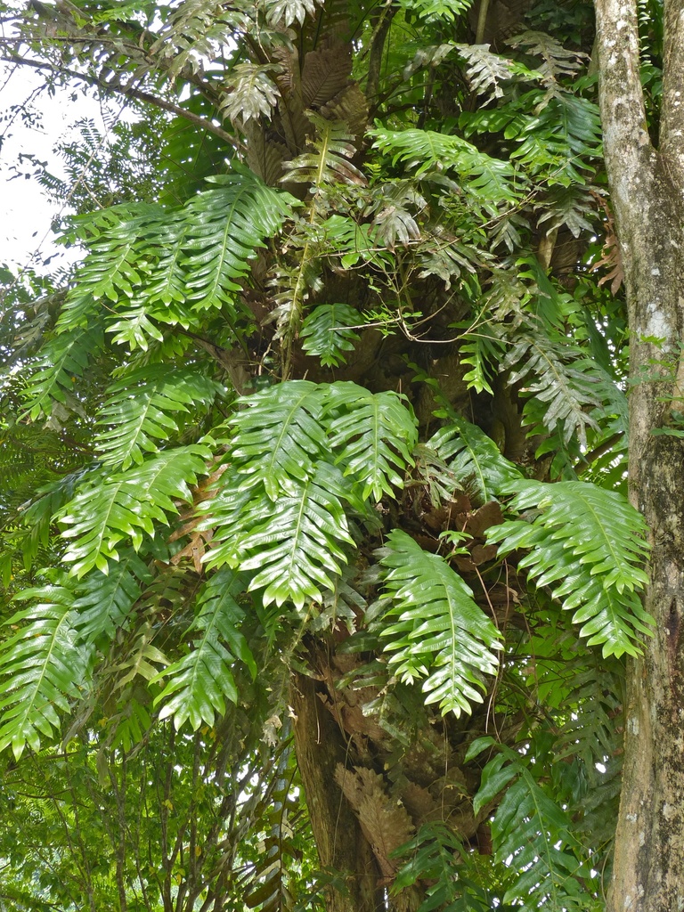 Drynarioideae