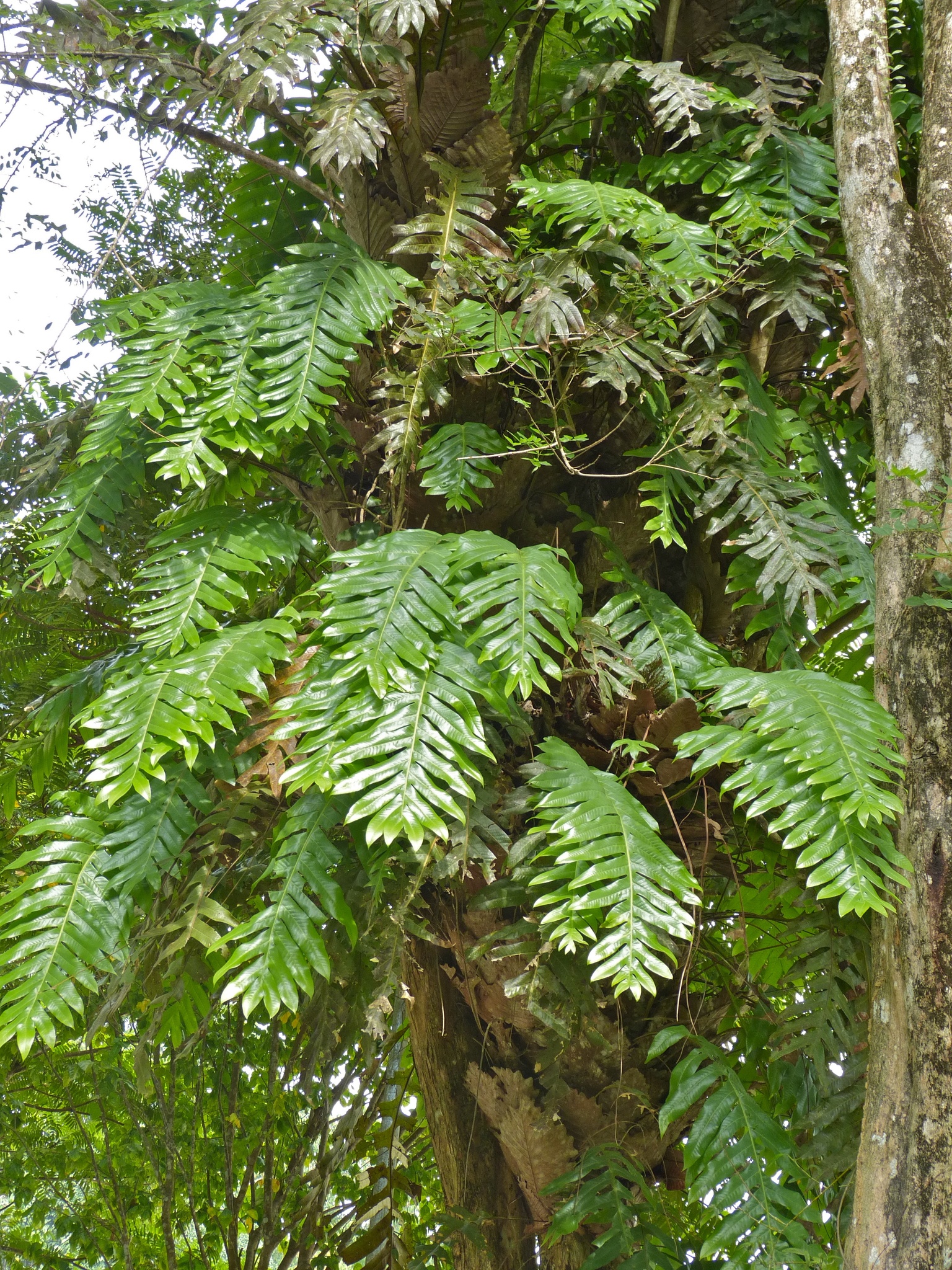 Drynarioideae
