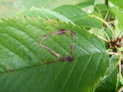 Lyonetia clerkella