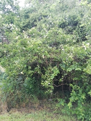 Pithecellobium lanceolatum