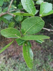 Pithecellobium lanceolatum
