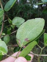 Pithecellobium lanceolatum