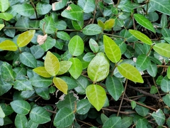 Trachelospermum asiaticum