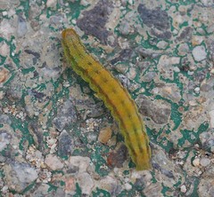 Lepidoptera