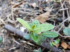 Trachelospermum asiaticum