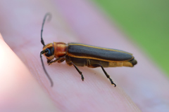 Dylobolus rotundicollis