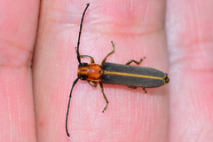 Dylobolus rotundicollis