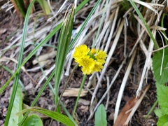 Youngia japonica