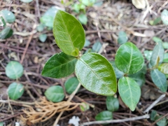 Trachelospermum asiaticum