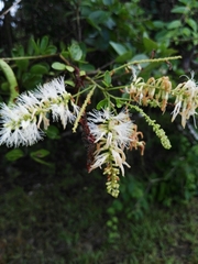 Pithecellobium lanceolatum