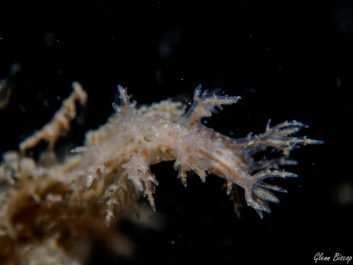 Dendronotus keatleyae, Plompe Toren, Oosterschelde, Nederland, photo 9 of 10