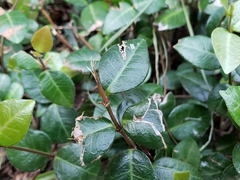 Trachelospermum asiaticum