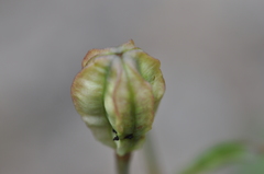 Lilium washingtonianum