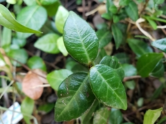 Trachelospermum asiaticum