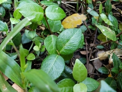 Trachelospermum asiaticum