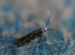 Acrocercops