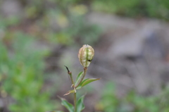 Lilium washingtonianum