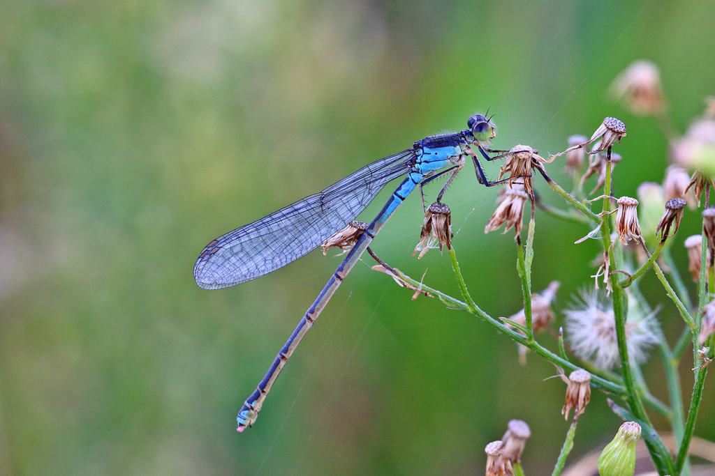 Small Red-eyed Damselfly