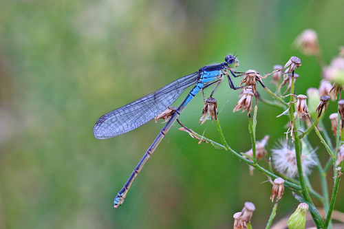 Small Red-eyed Damselfly