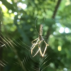 Tetragnatha