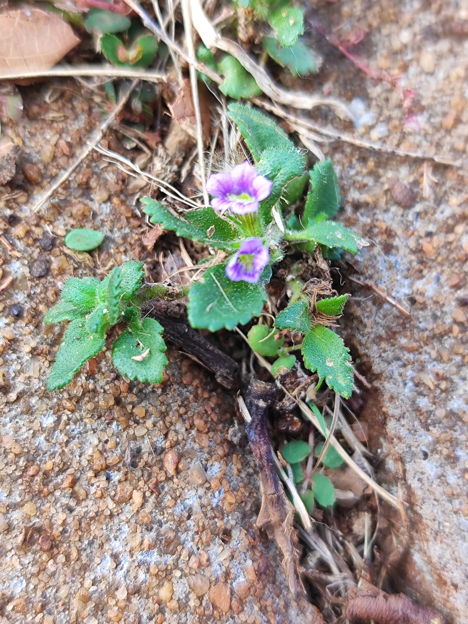 Stemodia verticillata